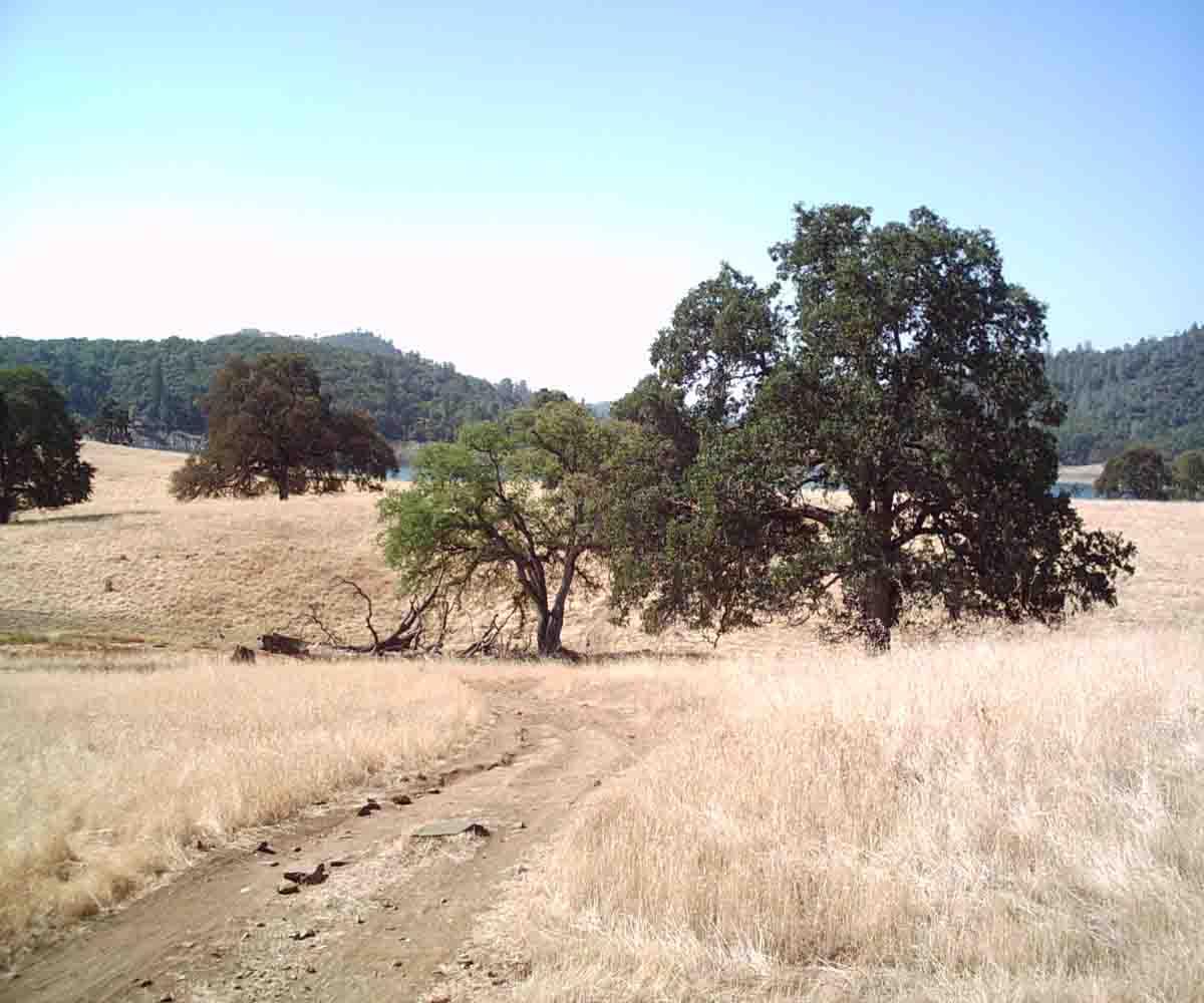A scenic view of a dry meadow with two large trees to the right, surrounded by yellowish grass. In the background, rolling hills and a body of water are partially visible under a clear blue sky. A dirt path meanders through the foreground, suggesting a rural landscape. Salmon Falls: Sweetwater Loop mountain bike trail.