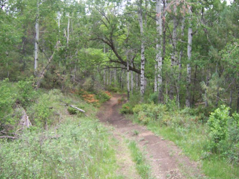 A dirt path winding through a lush green forest with tall trees and underbrush, surrounded by vibrant foliage and a serene natural setting. Maah Daah Hey mountain bike trail.