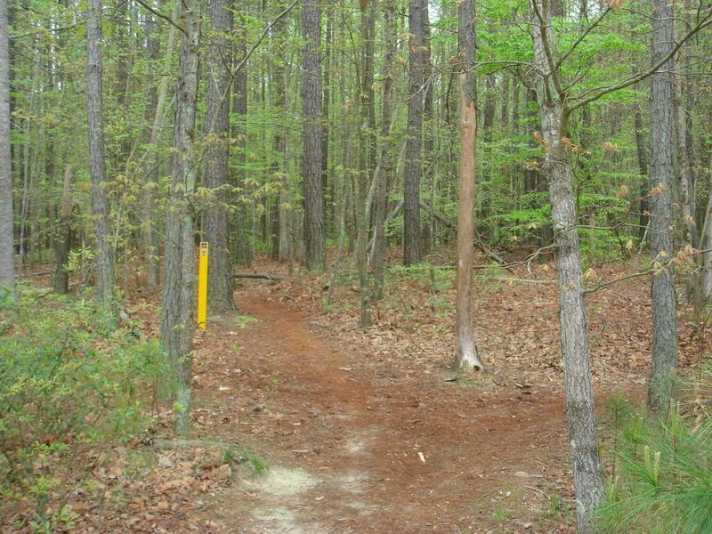 A winding dirt path through a dense forest, surrounded by tall trees with green foliage and scattered brown leaves on the ground. A yellow trail marker stands on the left, indicating the direction of the path. Freedom Park (aka:district Park) mountain bike trail.