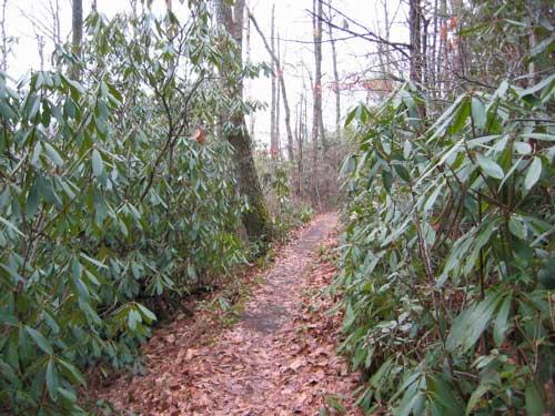 A narrow dirt path winding through a forested area, flanked by dense green foliage and fallen leaves on the ground. The scene is serene, with trees visible in the background, creating a natural and tranquil atmosphere. Iron Mountain mountain bike trail.