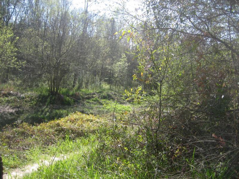 A sunlit forest scene featuring lush green vegetation, including trees and underbrush, with a clear path winding through the area. The light filters through the leaves, creating a serene and tranquil atmosphere. Comite Trails mountain bike trail.