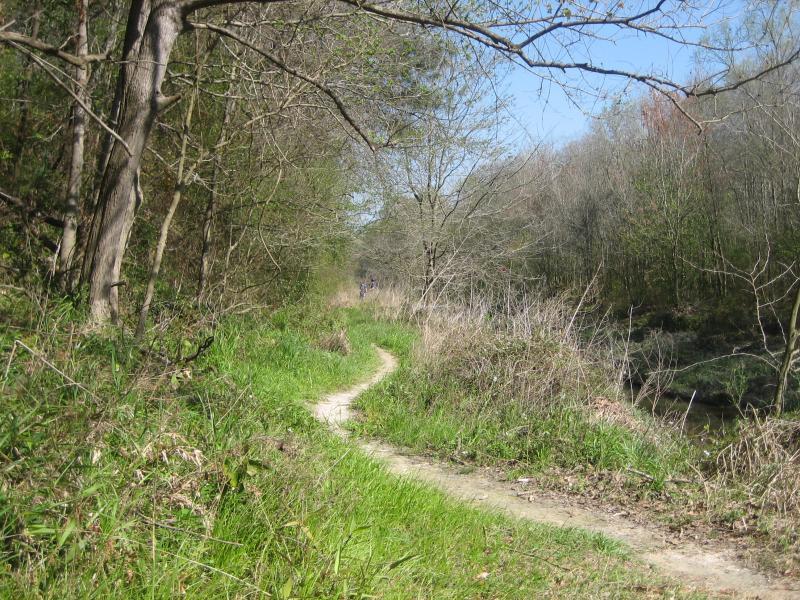 A winding dirt path leads through a lush green landscape, flanked by trees and underbrush, under a clear blue sky. Sunlight filters through the branches, illuminating the vibrant vegetation along the trail. Comite Trails mountain bike trail.