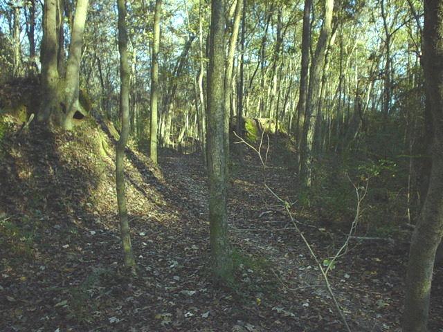 A serene forest scene depicting a dirt path winding through a wooded area. Tall trees with green foliage surround the path, which is covered in fallen leaves, creating a tranquil atmosphere. Sunlight filters through the canopy, illuminating parts of the trail and highlighting the earthy tones of the landscape. Comite Trails mountain bike trail.
