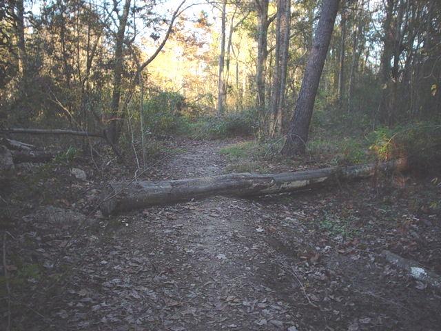 A dirt path in a forest, partially obscured by a fallen tree branch, surrounded by trees and foliage. The scene is illuminated by soft light filtering through the leaves. Comite Trails mountain bike trail.
