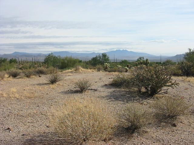 A desert landscape featuring sparse vegetation, including cacti and shrubs, with a mountainous background under a cloudy sky. McDowell Mountain Park mountain bike trail.
