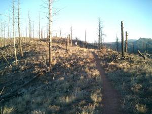 A dirt trail winding through a landscape of dead trees and sparse vegetation, likely in a forest recovering from a wildfire, under a clear blue sky. Colorado Trail: South Platte To Buffalo Creek mountain bike trail.
