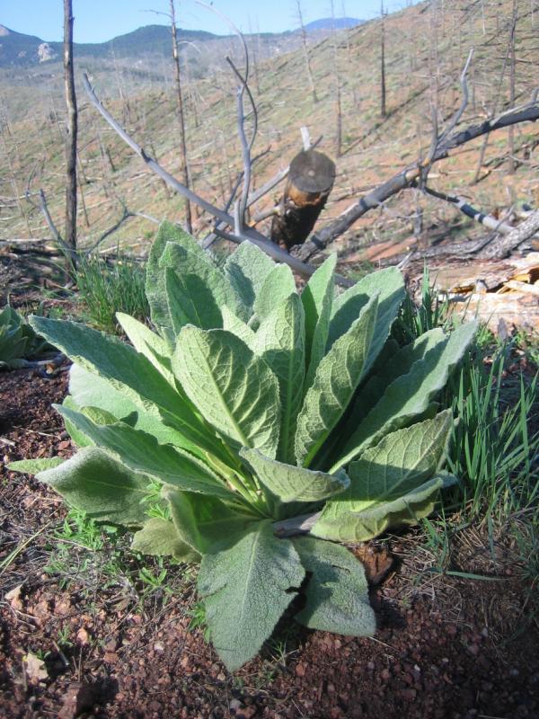 A lush green plant with broad, textured leaves growing in a deforested area, with fallen tree trunks and distant mountains visible in the background. Colorado Trail: South Platte To Buffalo Creek mountain bike trail.