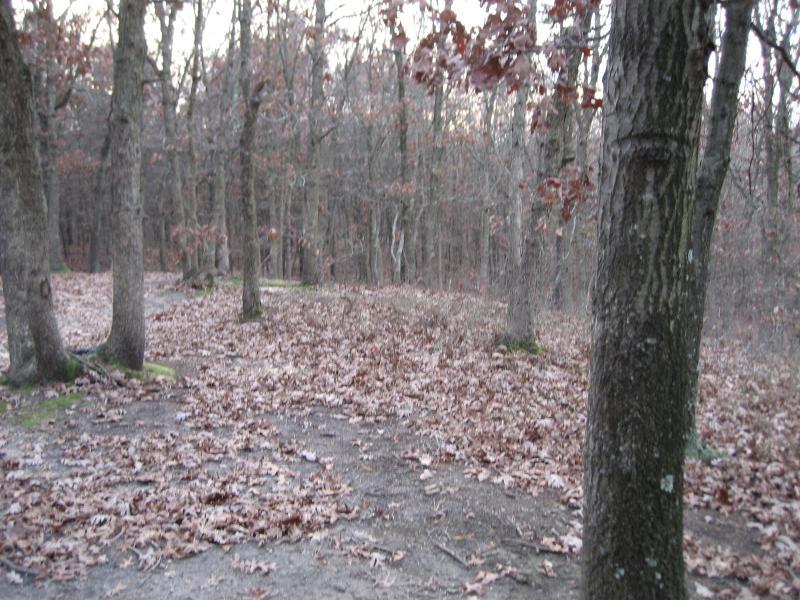 A forest scene featuring bare trees with some remaining autumn leaves, scattered brown leaves on the ground, and a dirt path winding through the wooded area. The atmosphere is calm and subdued, typical of early evening or late fall. Bethpage State Park mountain bike trail.