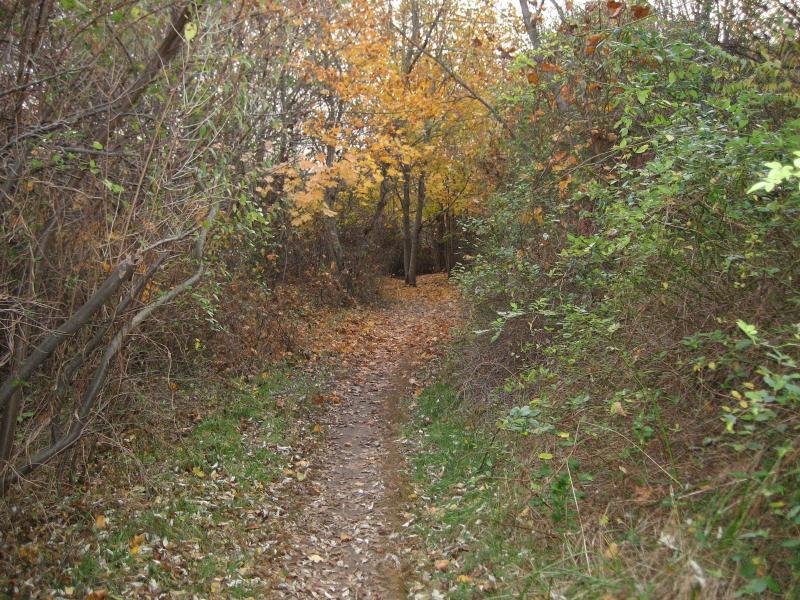 A narrow dirt path winding through a wooded area, surrounded by trees with autumn foliage. The ground is covered with fallen leaves, and the foliage varies in color, showcasing shades of green and yellow. The path leads deeper into the woods, creating a sense of tranquility and natural beauty. Bethpage State Park mountain bike trail.