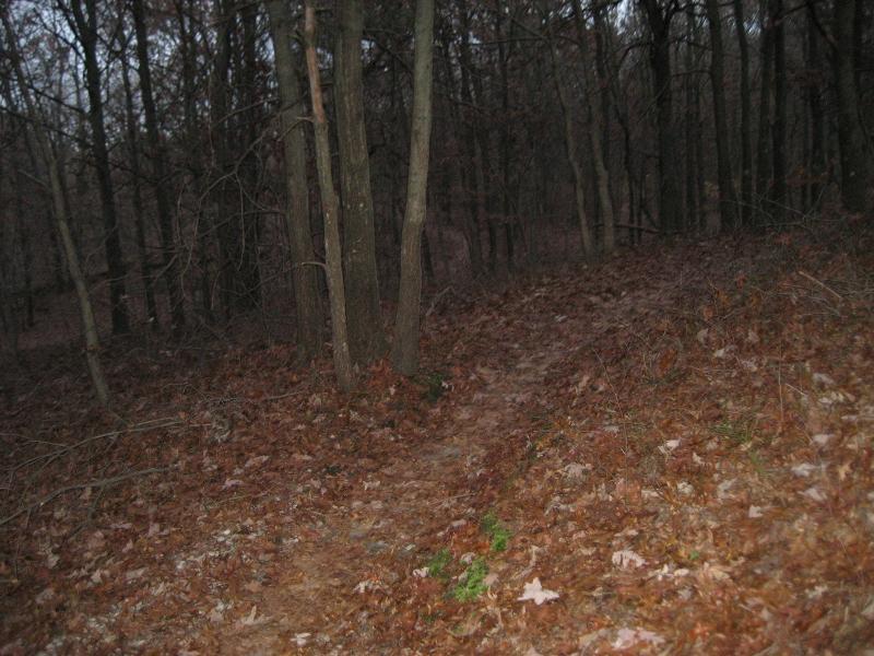 A dimly lit forest path winding through a group of trees, covered with fallen leaves and sparse patches of greenery. The scene conveys a sense of tranquility and solitude in nature. Bethpage State Park mountain bike trail.