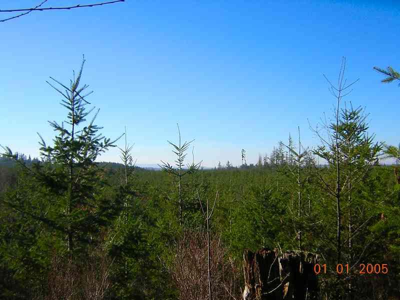 A scenic view of a dense forest with coniferous trees under a clear blue sky, stretching into the distance. The foreground includes several green trees, while the horizon showcases more trees and a subtle landscape. Griffin Creek mountain bike trail.