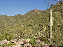 A desert landscape featuring a tall saguaro cactus in the foreground, with rolling green hills and a clear blue sky in the background. A winding trail can be seen leading into the hills. Sunrise mountain bike trail.