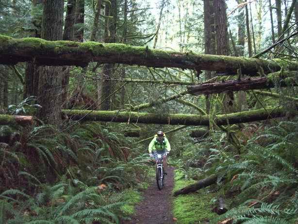 A mountain biker navigates a narrow trail surrounded by tall trees, with moss-covered fallen logs creating an arch overhead. The lush green ferns and dense forest scenery highlight the vibrant natural environment. Wallace Falls mountain bike trail.