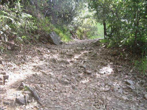 A rocky dirt path winding through a forest, surrounded by lush greenery and dappled sunlight filtering through the trees. Oat Hill Road mountain bike trail.