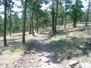A dirt trail winding through a forested area with tall pine trees and a mixture of grass and rocky ground. Heil Valley Ranch mountain bike trail.