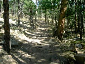A winding dirt path through a forest, lined with tall pine trees and scattered rocks, under a bright sky. Heil Valley Ranch mountain bike trail.