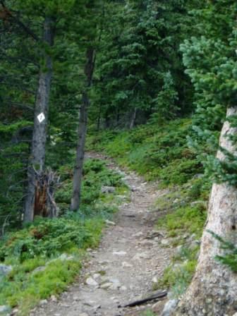 A narrow dirt trail meandering through a lush forest, flanked by tall trees and greenery. A white trail marker is visible on a tree to the left, guiding hikers along the path. Sourdough Trail mountain bike trail.