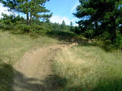 A dirt path winding through a grassy area with tall green grass and pine trees under a clear blue sky. Heil Valley Ranch mountain bike trail.