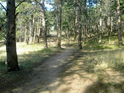 A sunlit dirt path winding through a dense forest of tall trees, surrounded by patches of grass and dappled sunlight filtering through the foliage. Heil Valley Ranch mountain bike trail.