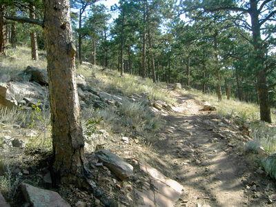 A winding dirt trail surrounded by tall green pine trees and rocky terrain, illuminated by sunlight filtering through the foliage. Heil Valley Ranch mountain bike trail.