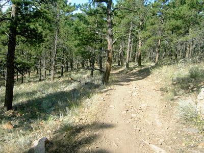 A dirt path winding through a forest of tall pine trees, with sunlight filtering through the branches. The ground is rocky and uneven, with patches of grass and shrubs along the sides. Heil Valley Ranch mountain bike trail.