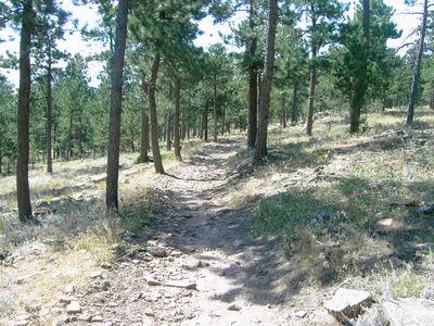 A winding dirt trail meanders through a forested area, surrounded by tall green trees and patches of grassy ground. The scene is bright and sunny, showcasing a natural and serene environment. Heil Valley Ranch mountain bike trail.