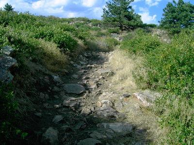 A rocky hiking trail surrounded by green shrubs and grasses, leading upwards toward a clear blue sky with scattered clouds. Pine trees are visible in the background. Rabbit Mountain Loop mountain bike trail.