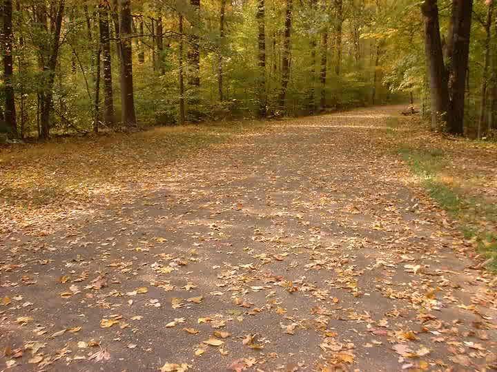A winding pathway through a dense forest covered with fallen autumn leaves, surrounded by trees displaying shades of green and gold. The scene evokes a peaceful, crisp fall day. Bluff Trail mountain bike trail.