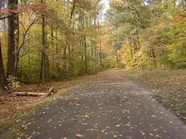 A tranquil, tree-lined road in autumn, surrounded by vibrant fall foliage. The path is covered in fallen leaves, while tall trees with yellow, orange, and green leaves frame the scene, creating a serene and inviting atmosphere. Bluff Trail mountain bike trail.