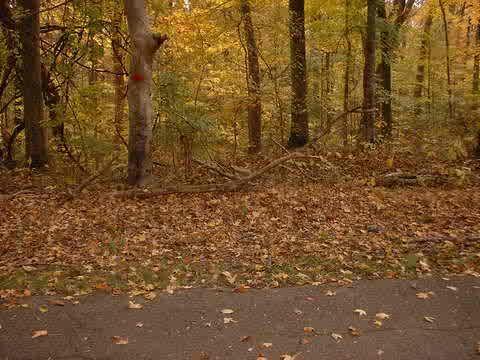 A serene forest scene in autumn, featuring trees with vibrant yellow and orange leaves. The ground is covered with fallen leaves, and a paved path runs along the bottom of the image. The atmosphere is tranquil and reflects the beauty of the fall season. Bluff Trail mountain bike trail.