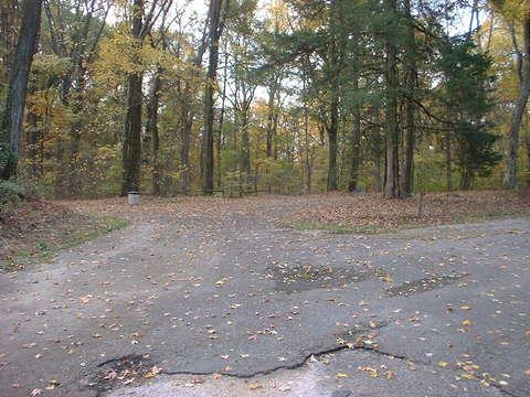 A gravel road splits in a wooded area during autumn, with colorful fallen leaves covering the ground. Trees with golden and green foliage line the path, creating a serene and tranquil atmosphere. Bluff Trail mountain bike trail.