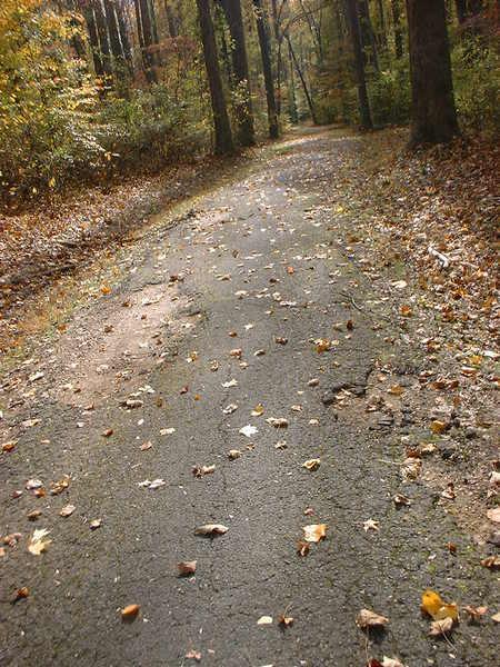 A winding path through a forest, covered with autumn leaves, surrounded by tall trees and dappled sunlight filtering through the branches. Bluff Trail mountain bike trail.