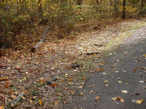 A scenic view of a forest path in autumn, featuring a paved road bordered by colorful fallen leaves and a mix of dirt and small twigs, with trees in the background. Bluff Trail mountain bike trail.
