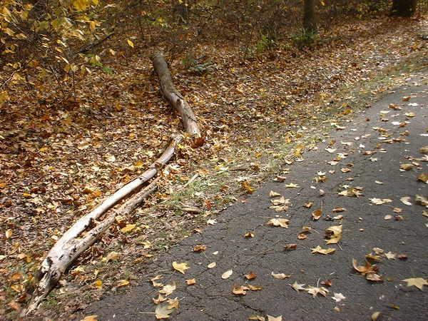 A winding path alongside a forest, with fallen leaves scattered on the ground and a piece of wood lying on the ground near the edge of the asphalt trail. Bluff Trail mountain bike trail.