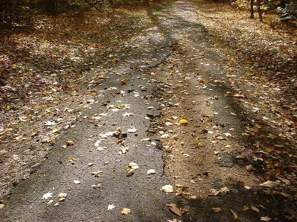 A winding path covered with fallen leaves, surrounded by trees, leading into a wooded area. Bluff Trail mountain bike trail.