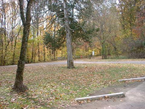 A peaceful scene in a wooded area during autumn, featuring two trees on either side of a grassy clearing with fallen leaves. A gravel road is visible in the background, leading into the woods. Bluff Trail mountain bike trail.