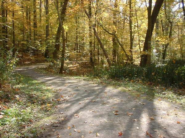 A winding dirt path through a vibrant autumn forest, surrounded by trees with golden and orange leaves. Shafts of sunlight filter through the branches, casting shadows on the ground, while fallen leaves decorate the trail. Bluff Trail mountain bike trail.
