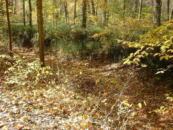 A serene forest scene showcasing autumn foliage, with fallen leaves covering the ground, scattered shrubs, and tall grasses in the background. Sunlight filters through the trees, creating a warm, tranquil atmosphere. Bluff Trail mountain bike trail.