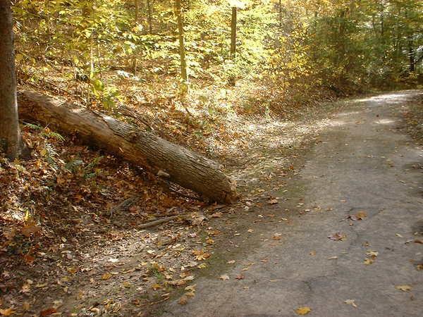 A fallen tree lies beside a dirt path in a forest during autumn. The scene features vibrant yellow and orange foliage, creating a picturesque natural setting with scattered leaves on the ground. Bluff Trail mountain bike trail.