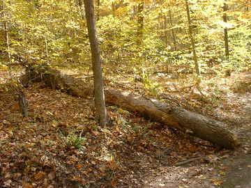 A fallen log lies on a forest floor covered with autumn leaves. Surrounding trees are adorned with vibrant yellow and orange foliage, creating a serene and colorful woodland scene. Bluff Trail mountain bike trail.