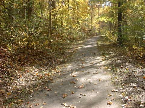 A winding dirt path through a forest in autumn, surrounded by trees featuring vibrant yellow and orange leaves, with fallen leaves scattered along the ground. Bluff Trail mountain bike trail.