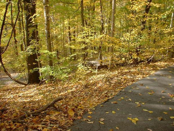 A winding path through a forest during autumn, lined with colorful fallen leaves, surrounded by trees with vibrant yellow and green foliage. Bluff Trail mountain bike trail.