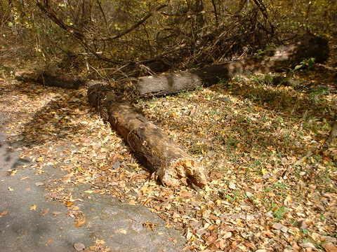 A fallen tree log on a forest floor covered with autumn leaves, with a gravel path visible nearby. The scene is illuminated by natural sunlight filtering through surrounding trees. Bluff Trail mountain bike trail.