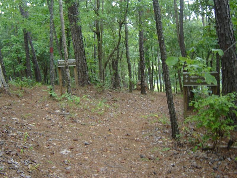 A forested trail with a fork, featuring wooden signs indicating the directions for "Pine Trail" and "Rabbit Trail." The ground is covered with pine needles and surrounded by tall trees and greenery. Bartram Trail / West Dam / Wildwood Park mountain bike trail.