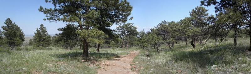 A serene panoramic view of a winding dirt path through a grassy landscape, lined with tall pine trees under a clear blue sky. The scene captures the tranquility of nature, showcasing vibrant greenery and the inviting trail leading into the peaceful woods. Rabbit Mountain Loop mountain bike trail.