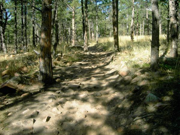 A narrow dirt path winding through a pine forest, surrounded by tall trees and patches of grass, with sunlight filtering through the foliage, creating dappled shadows on the ground. Heil Valley Ranch mountain bike trail.