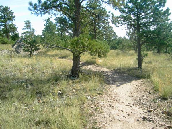 A dirt path winding through a grassy area with scattered pine trees under a clear blue sky. Heil Valley Ranch mountain bike trail.