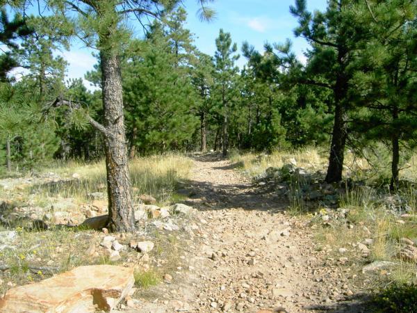 A winding dirt path through a forest, bordered by tall pine trees and patches of grass. The trail is rocky and appears well-trodden, inviting hikers to explore the natural surroundings under a clear blue sky. Heil Valley Ranch mountain bike trail.