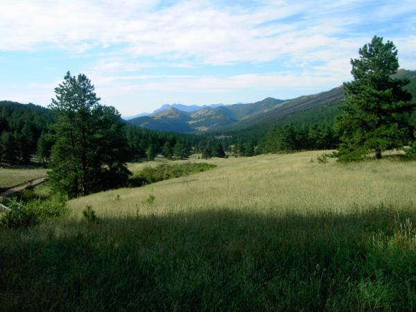 A serene landscape featuring rolling hills covered in tall grass, framed by pine trees. In the background, mountains rise under a clear blue sky with soft clouds. The scene conveys a sense of tranquility and natural beauty. Heil Valley Ranch mountain bike trail.