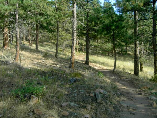 A scenic forest path winding through tall pine trees, with sunlight filtering through the foliage onto a grassy terrain. The trail is slightly uneven with some rocks visible, inviting hikers to explore the natural beauty of the area. Heil Valley Ranch mountain bike trail.